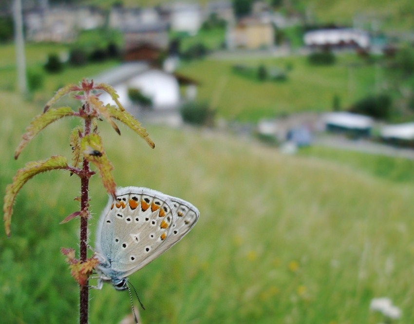 Farfalle di Valtellina, Valchiavenna, V.Poschiavo, Bregaglia